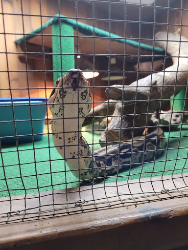 Pet Store «Critter Pet Shop», reviews and photos, 19309 Ecorse Rd, Allen Park, MI 48101, USA