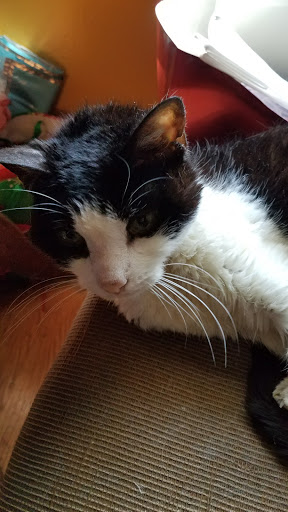 Pet Supply Store «Petco Animal Supplies», reviews and photos, 3387 Steelyard Dr, Cleveland, OH 44109, USA