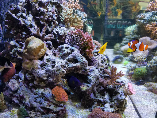 Aquarium Shop «Sea Creature Aquarium», reviews and photos, 1455 Mineral Spring Ave, North Providence, RI 02904, USA