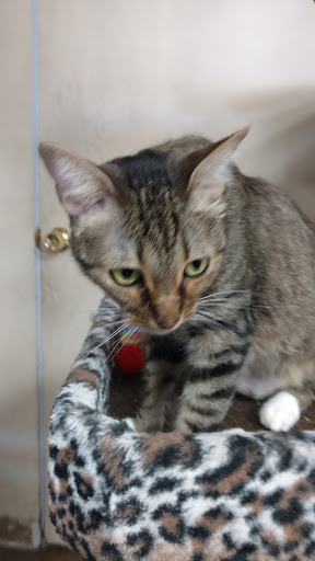 Animal Rescue Service «Pet Country», reviews and photos, 22485 El Toro Rd # A, Lake Forest, CA 92630, USA