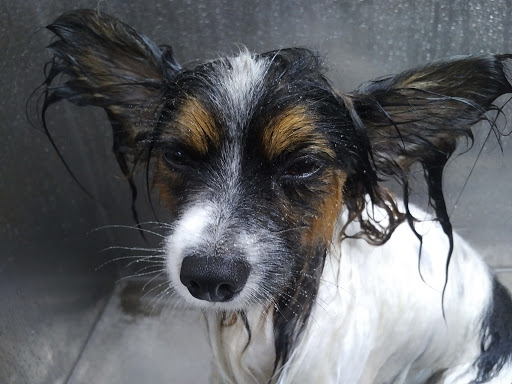 Pet Supply Store «Lemos Feed & Pet Supply», reviews and photos, 1320 Main St, Morro Bay, CA 93442, USA