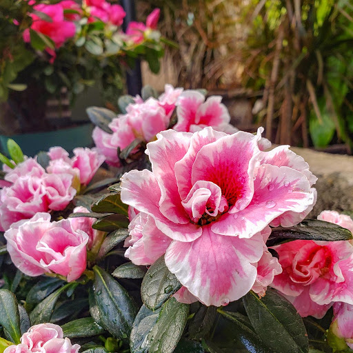 Plant Nursery «Goldner Walsh Garden and Home», reviews and photos, 559 Orchard Lake Rd, Pontiac, MI 48341, USA