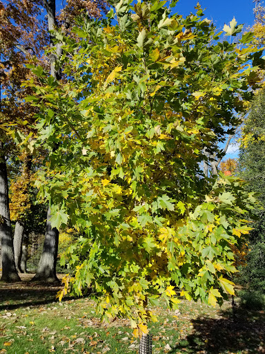 Art Museum «The Kreeger Museum», reviews and photos, 2401 Foxhall Rd NW, Washington, DC 20007, USA