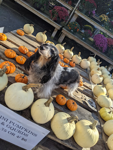 Garden Center «Agriventures Agway», reviews and photos, 126 Housatonic Ave, New Milford, CT 06776, USA