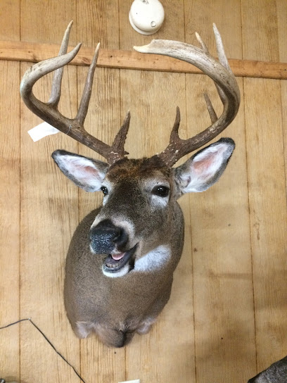 Mount'n Critters Taxidermy