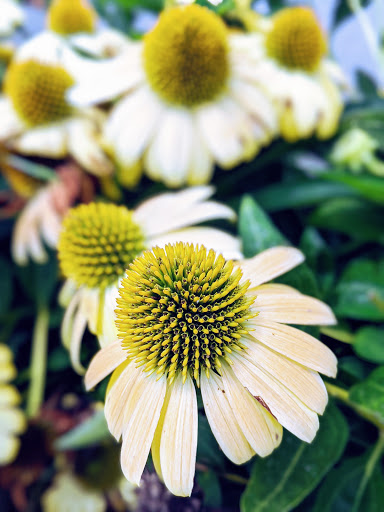 Science Museum «Cook Museum of Natural Science», reviews and photos, 133 4th Ave NE, Decatur, AL 35601, USA