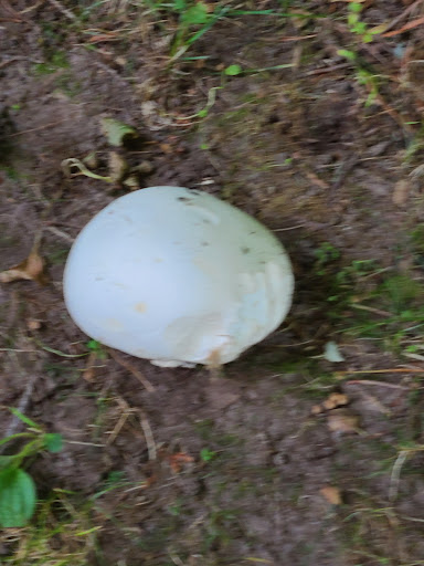 Miniature Golf Course «Settlers Mill Adventure Golf & Frozen Custard», reviews and photos, 7940 US-51, Minocqua, WI 54548, USA