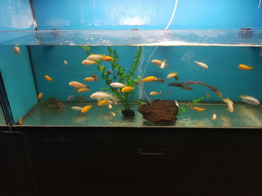 Pet Store «Super Pets», reviews and photos, 9403 E Las Tunas Dr, Temple City, CA 91780, USA