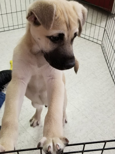 Pet Store «Petland Plano», reviews and photos, 1301 Custer Rd #405, Plano, TX 75075, USA