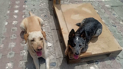 Entrenamiento canino Chiastla schnaulocos K9 y asociados.