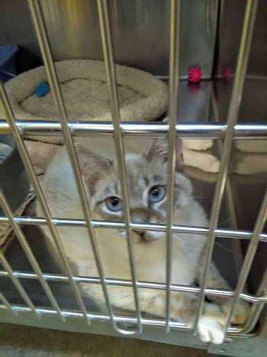 Pet Supply Store «PetSmart», reviews and photos, 1421 Carl D Silver Parkway, Fredericksburg, VA 22401, USA