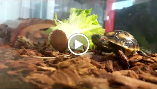 Tropical Fish Store «Sunset Pet & Supplies», reviews and photos, 1373 Sunset Blvd, Los Angeles, CA 90026, USA