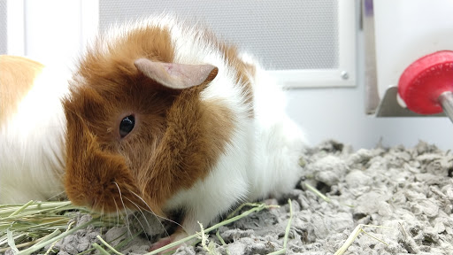 Pet Supply Store «Petco Animal Supplies», reviews and photos, 8010 Wedgewood Ln N, Maple Grove, MN 55369, USA