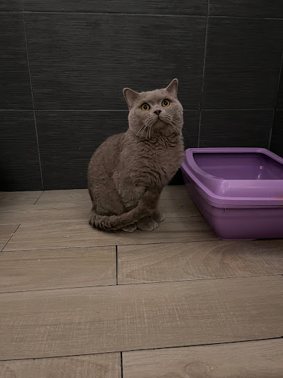 Catsas - Kedi Oteli/Pansiyonu & Kuaför