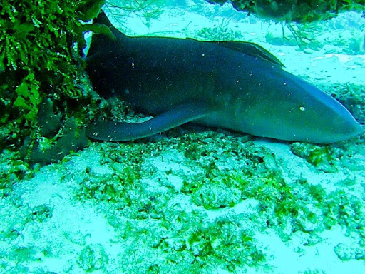 SCUBA Instructor «Bottoms Up Scuba Indy», reviews and photos, 310 Park Ave, Bargersville, IN 46106, USA