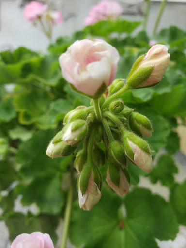 Florist «Carrolls Florist of Beverly», reviews and photos, 385 Cabot St, Beverly, MA 01915, USA