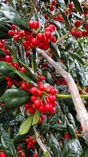 Theme Park «LanierWorld», reviews and photos, 7000 Lanier Islands Pkwy, Buford, GA 30518, USA