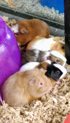 Pet Supply Store «Pet Supplies Plus», reviews and photos, 1150 N Court St #2A, Medina, OH 44256, USA