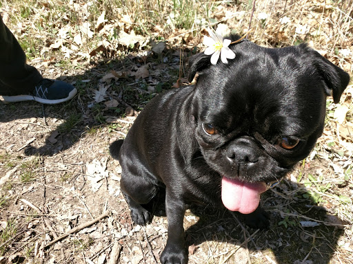 Nature Preserve «Subat Forest Preserve», reviews and photos, 4675-4999 Eldamain Rd, Plano, IL 60545, USA