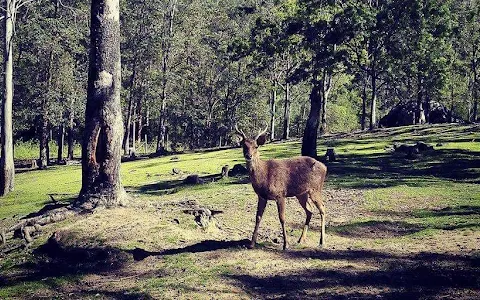 Lyell Deer Sanctuary image