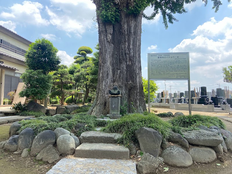 聖徳寺のイチョウ一本