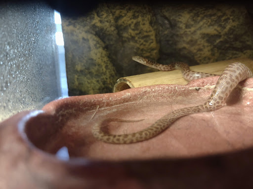 Pet Supply Store «Pets For You», reviews and photos, 413 N Main St, Rice Lake, WI 54868, USA