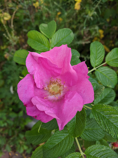 Park «Waterfront Promenade Park», reviews and photos, 22 Merrimac St, Newburyport, MA 01950, USA