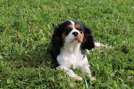 Pet Store «Furry Babies Inc», reviews and photos, 3340 Mall Loop Dr, Joliet, IL 60431, USA