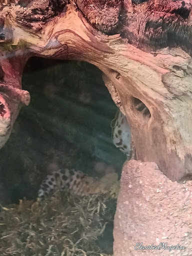 Pet Store «Petland», reviews and photos, 415 Mary Esther Cut Off NW G, Fort Walton Beach, FL 32548, USA