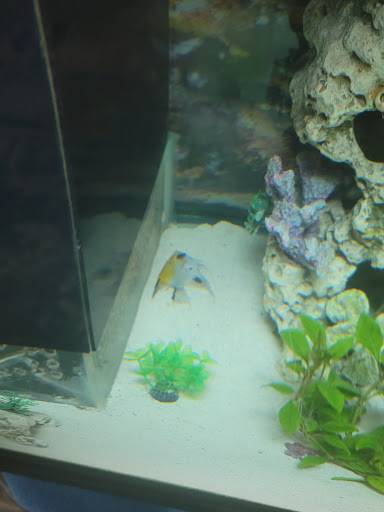 Pet Supply Store «Blue Fish Aquariums», reviews and photos, 5412 Mayfield Rd, Cleveland, OH 44124, USA