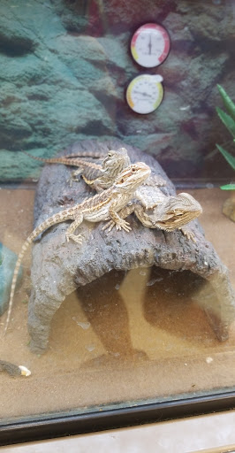 Pet Supply Store «Petco Animal Supplies», reviews and photos, 6595 N Illinois St, Fairview Heights, IL 62208, USA