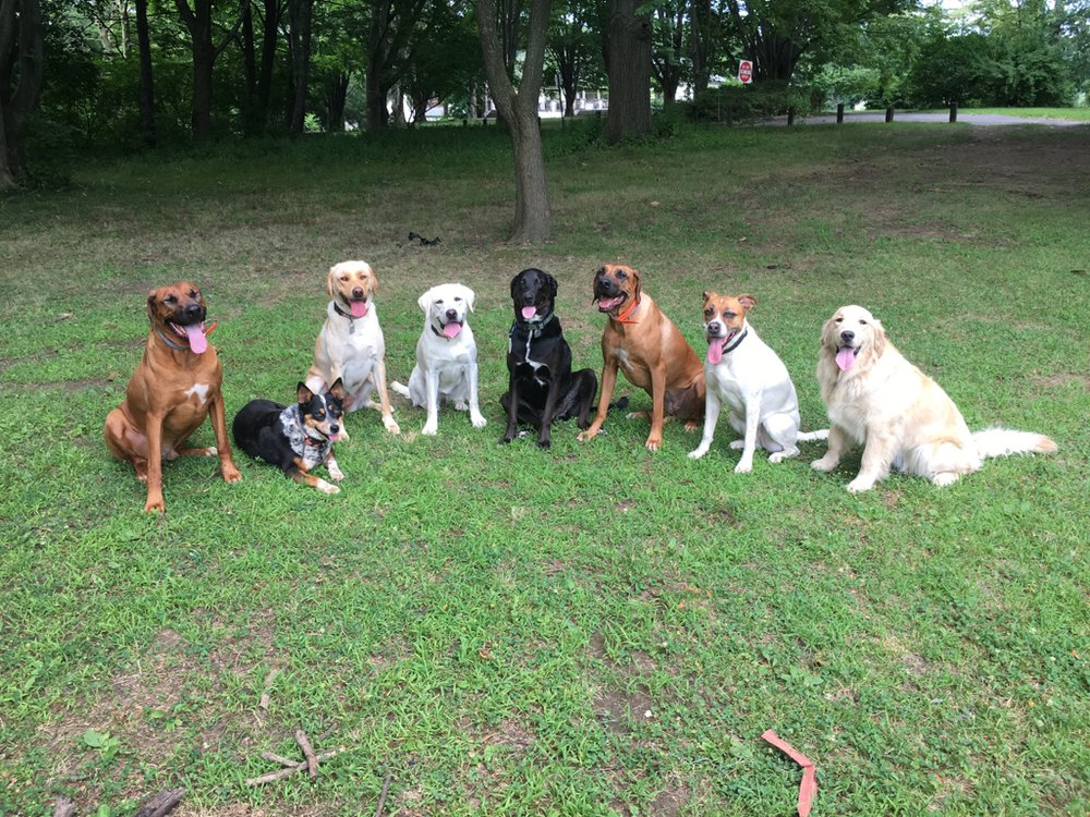 Positive Pup Playgroups