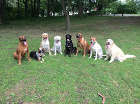 Positive Pup Playgroups - Photo 2 - Car repair in , Yonkers