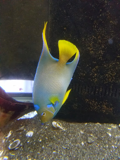 Pet Store «Movie Vault & PETropoliS live», reviews and photos, 1296 Anderson City Rd, Lawrenceburg, KY 40342, USA