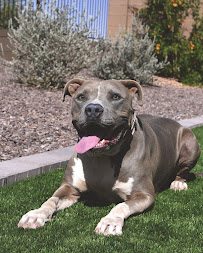 Bark - Photo 3 - Car repair in , Scottsdale