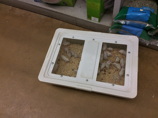 Pet Store «Oasis Tropicals», reviews and photos, 507 Commerce St, Pleasanton, TX 78064, USA