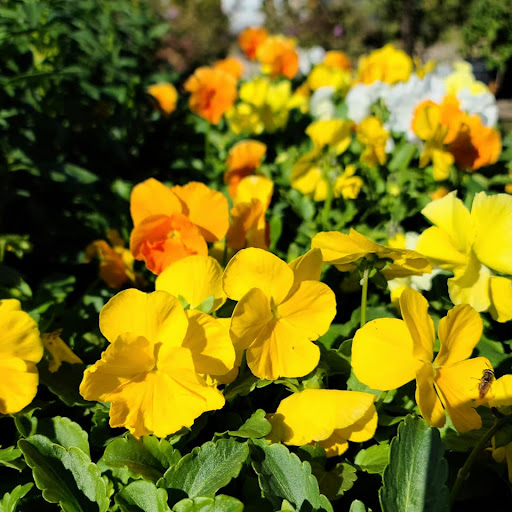 Plant Nursery «HOUSTON PLANTS & GARDEN WORLD», reviews and photos, 16726 North Fwy, Houston, TX 77090, USA