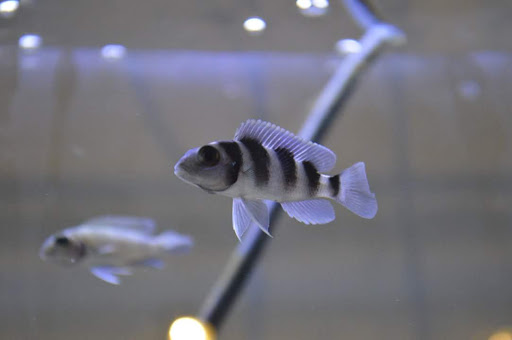 Tropical Fish Store «Aquastetics», reviews and photos, 354 E Main St, Fall River, MA 02724, USA