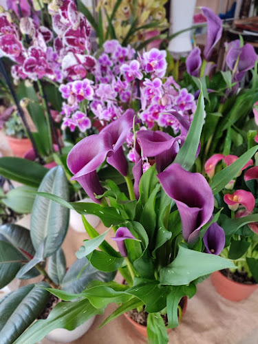 Opinii despre Ελπιδα în Προσοτσάνη - Ανθοπωλείο