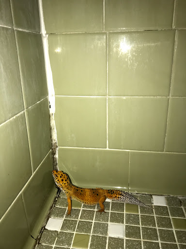 Pet Supply Store «Pet Bazaar», reviews and photos, 490 FL-436, Casselberry, FL 32707, USA