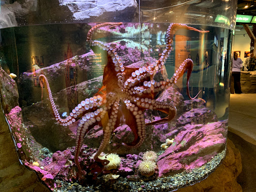 Gift Shop «Seattle Aquarium Gift Store», reviews and photos, 1483 Alaskan Way, Seattle, WA 98101, USA