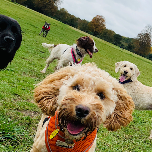 Kingston K9s (Dog Walking, Puppy and Dog Training - Spaniel and Doodle Specialist)