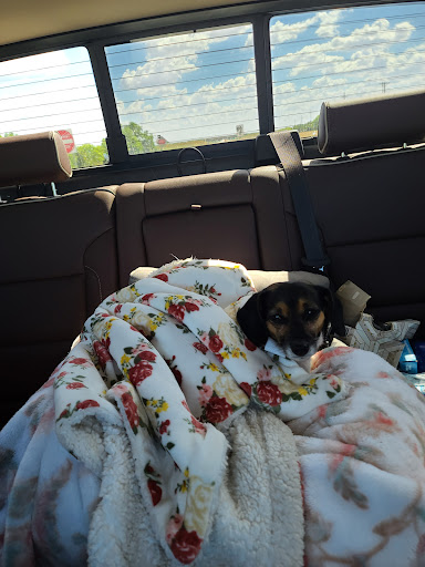 Oklahoma State University Veterinary image