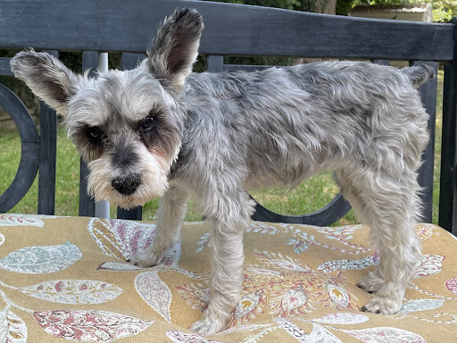 Dyersburg-Dyer County Humane Society