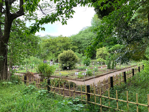 Classified medical plant sample garden