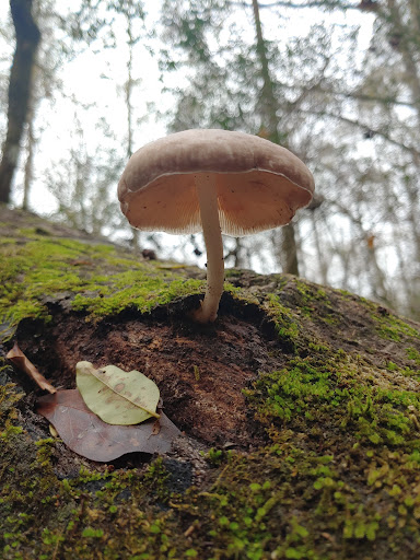 Nature Preserve «MaryAnn Brown Nature Preserve», reviews and photos, 13515 LA-965, St Francisville, LA 70775, USA