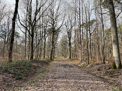 Forêt de Dourdan à Dourdan