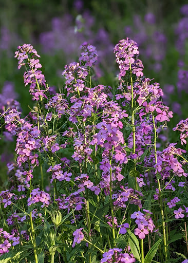 Park «Lake Elmo Park Reserve», reviews and photos, 1515 Keats Ave N, Lake Elmo, MN 55042, USA