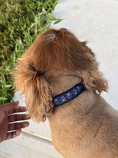 Pet Supply Store «PetSmart», reviews and photos, 5435 W TX-1604 Loop N, San Antonio, TX 78253, USA