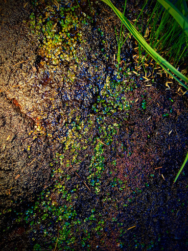 Tropical Fish Store «Sunset Pet & Supplies», reviews and photos, 1373 Sunset Blvd, Los Angeles, CA 90026, USA